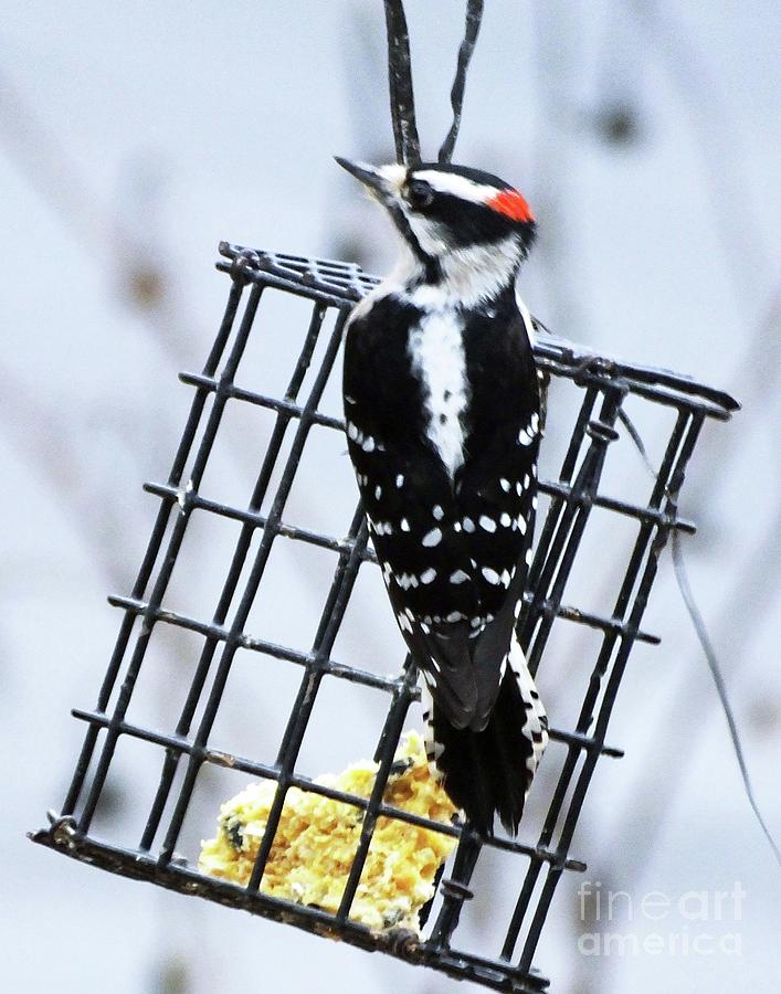 Downy Woodpecker 29 Photograph by Lizi Beard-Ward