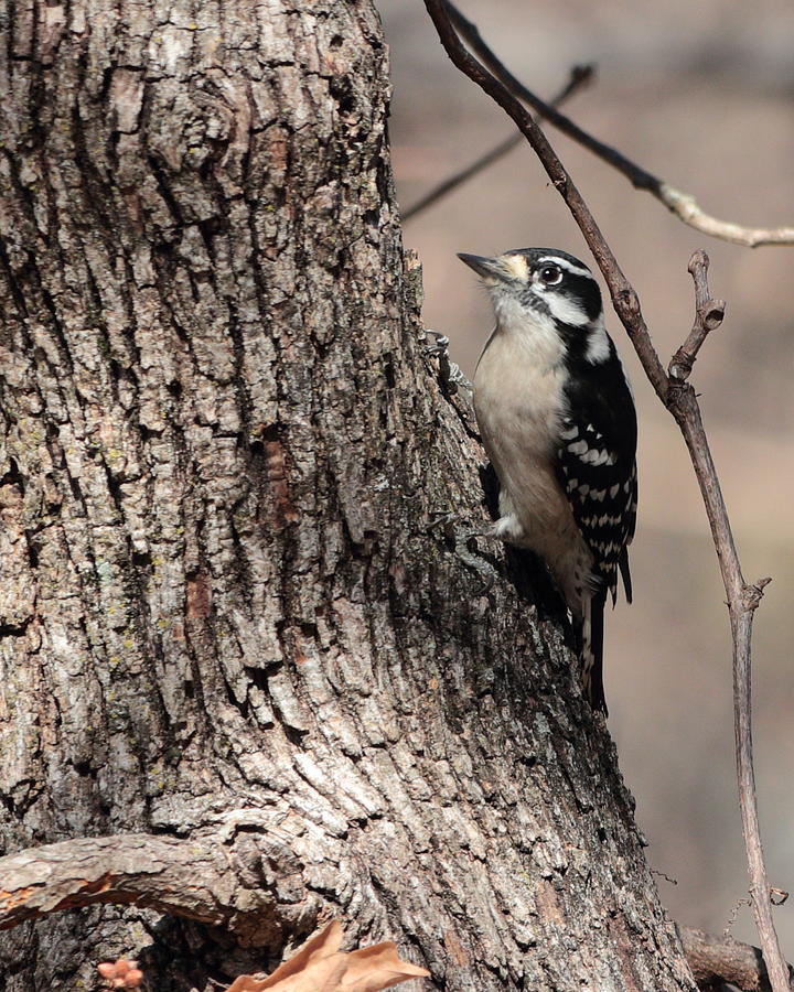 Downy Woodpecker 4052 Photograph by John Moyer