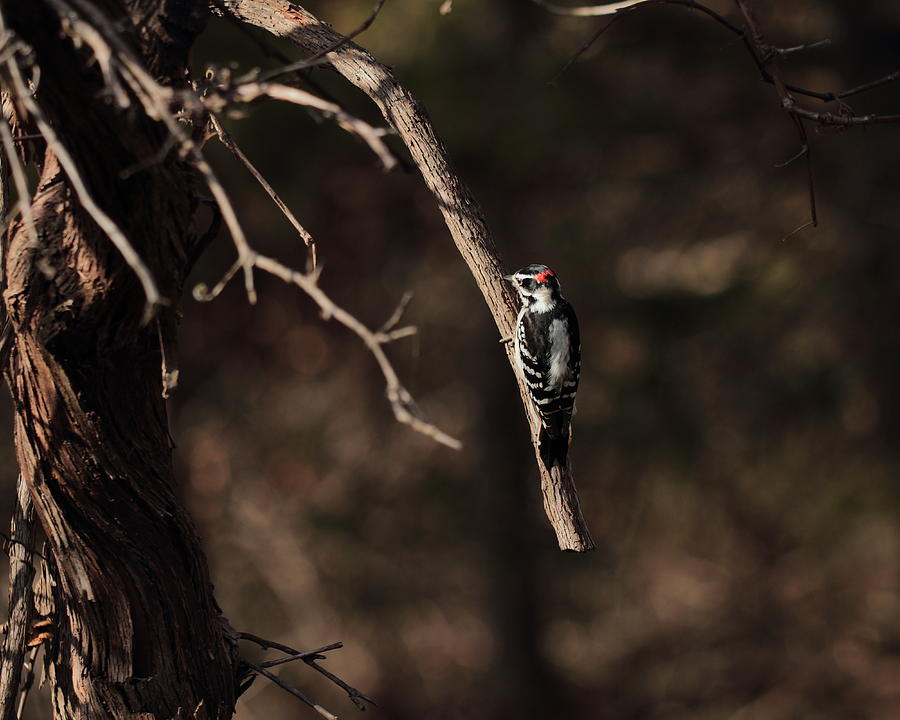 Downy Woodpecker 4730 Photograph by John Moyer