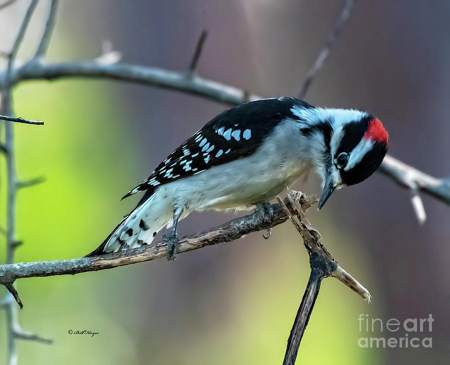 Downy Woodpecker  Photograph by DB Hayes