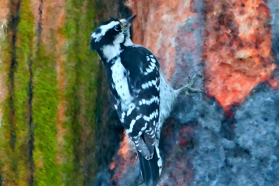 Bird Digital Art - Downy Woodpecker Bird by Sandra Js