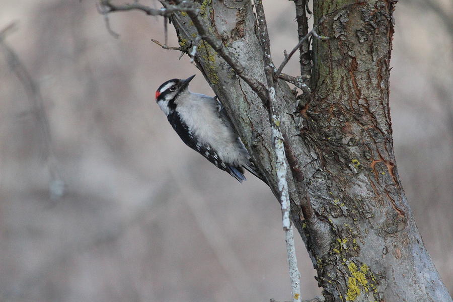 Bird Photograph - Downy Woodpecker by Callen Harty Bird Photograph - Downy Woodpecker by Callen Harty