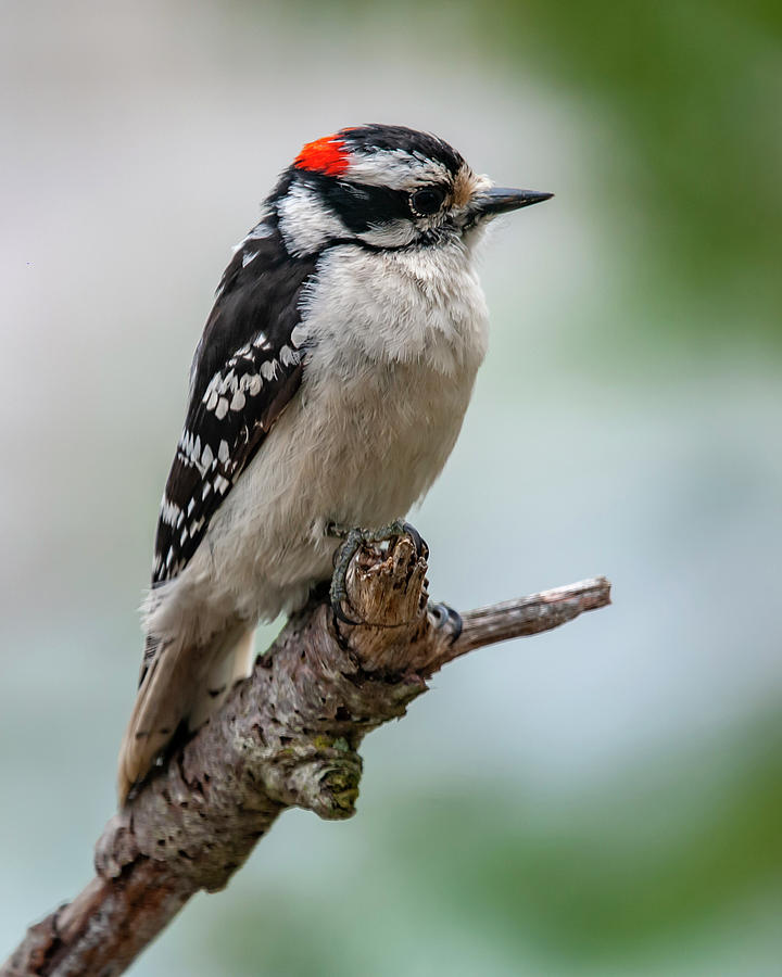 Downy Woodpecker Photograph by Cathy Kovarik