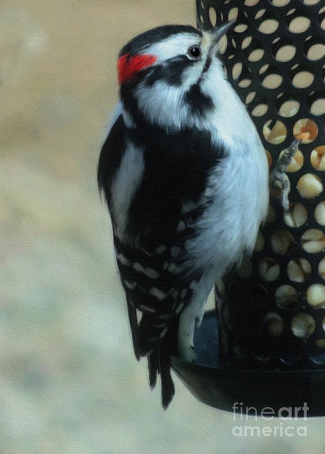 Downy Woodpecker  Photograph by Diana Rajala