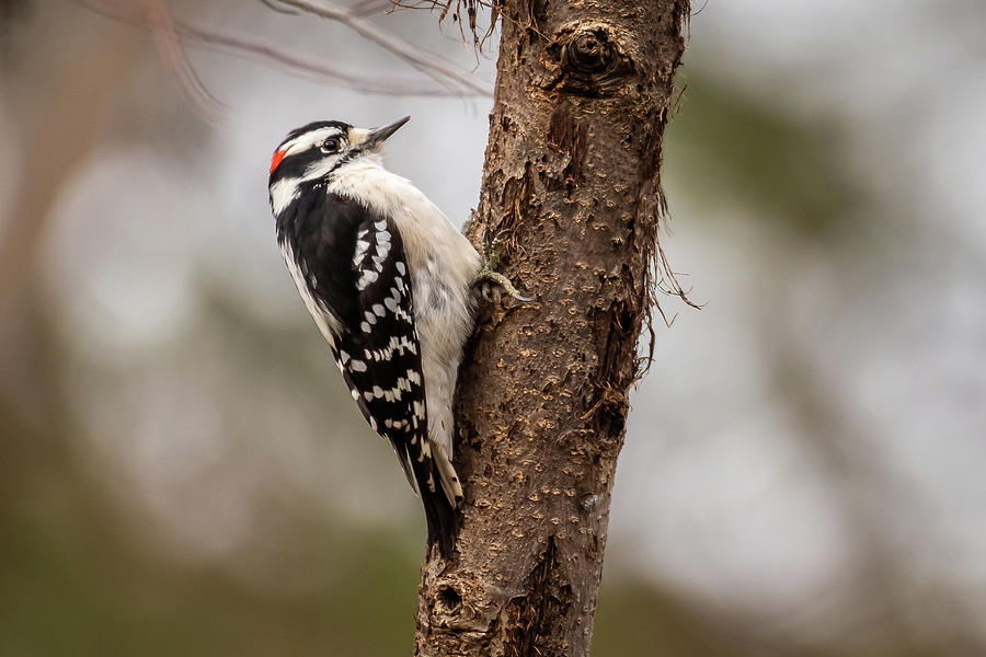 Downy Woodpecker Photograph By Gary E Snyder - Fine Art America