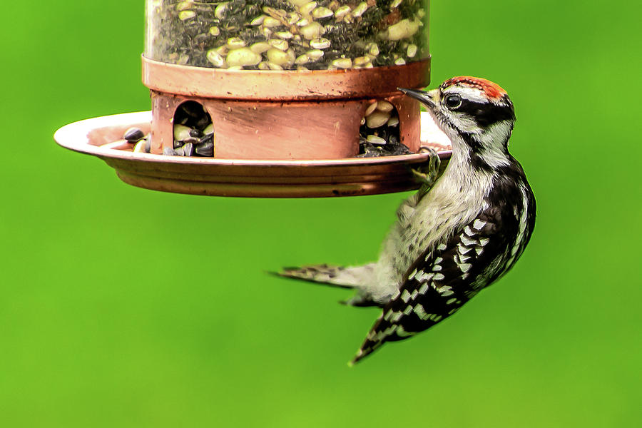 Downy Woodpecker Hanging On by onyonet photo studios Downy Woodpecker Hanging On by onyonet photo studios