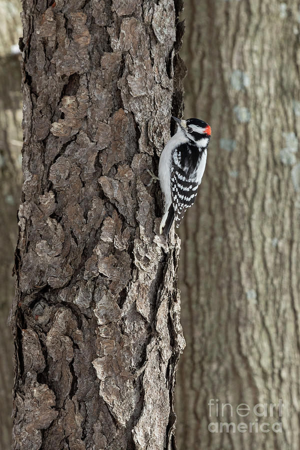 Downy Woodpecker by Jim West/science Photo Library