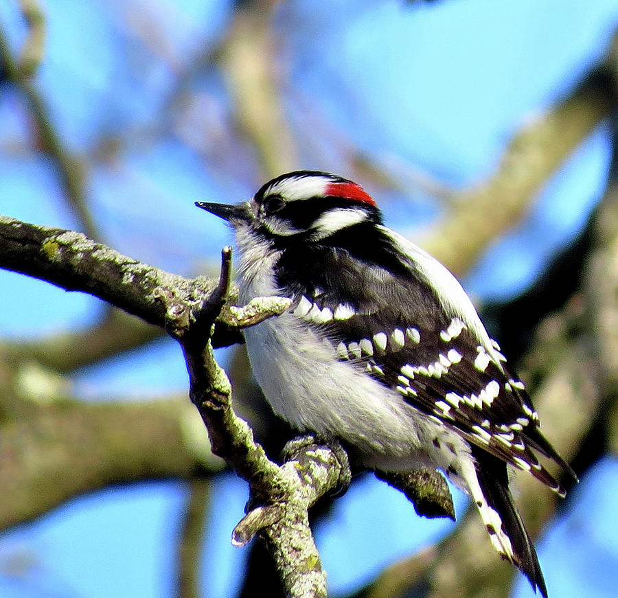 Downy Woodpecker Perched in a Tree Photograph by Linda Stern