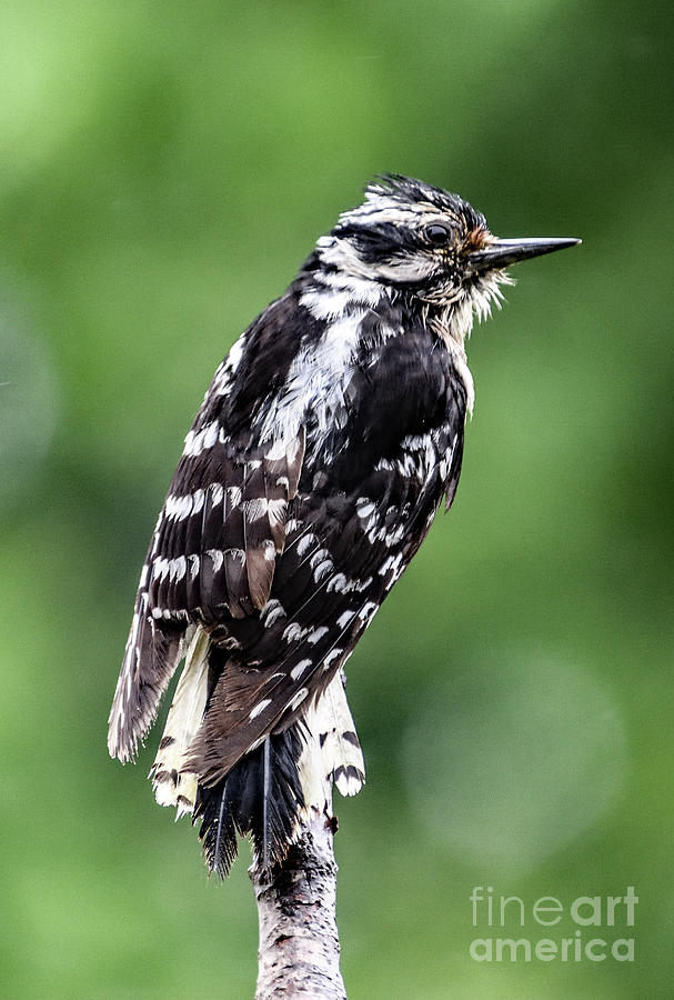 Hairy Woodpecker Perfect Pose Photograph