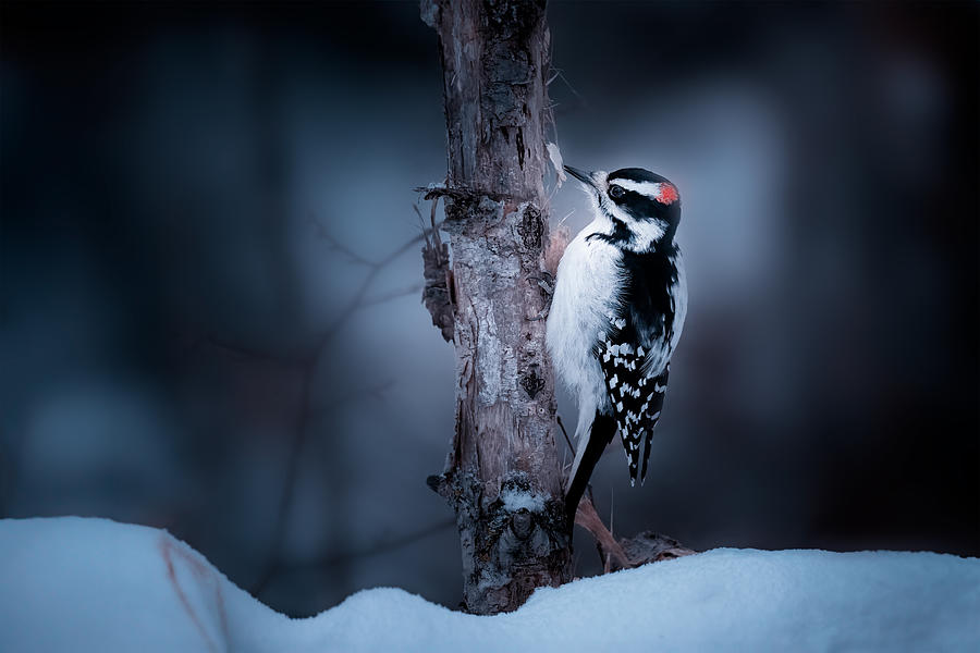 Woodpecker Photograph - Downy Woodpecker by Shirley Ji