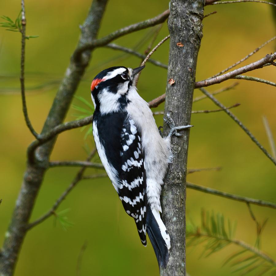 downy woodpecker sounds