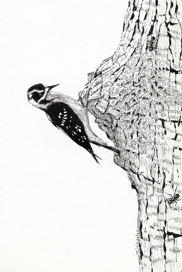 Downy Woodpecker Drawing by Timothy Livingston
