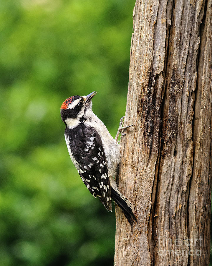 Downy Woodpecker Tree Side Photograph by Timothy Flanigan