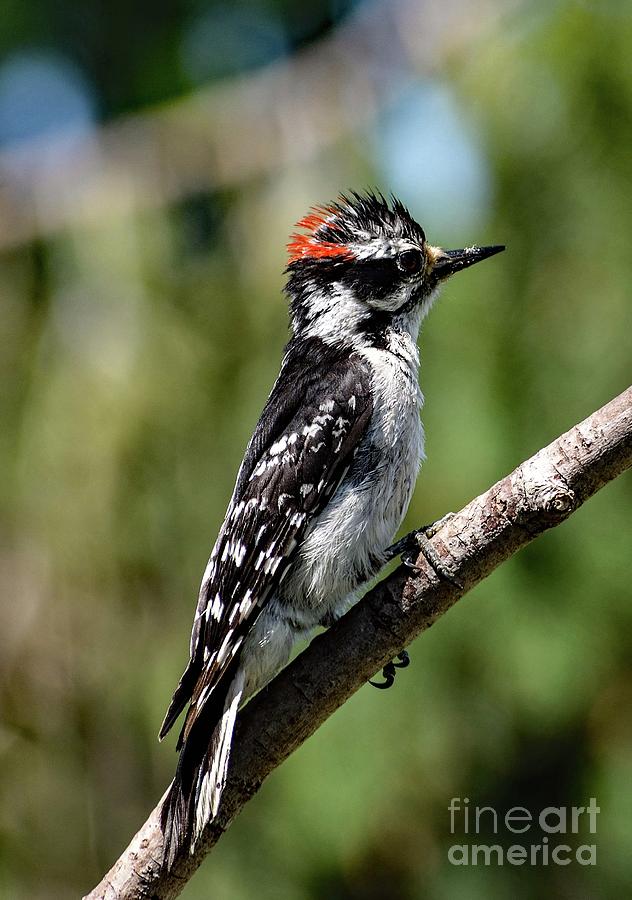 Hairy Woodpecker With Spiked Hair Photograph