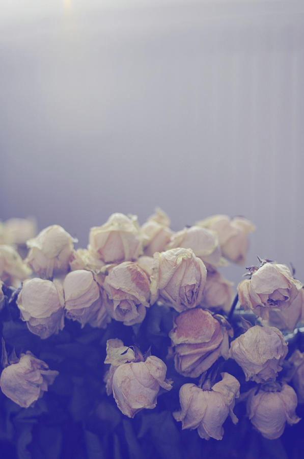 Flowers Still Life Photograph - Dozen Of White Faded Roses by Mihaela Muntean