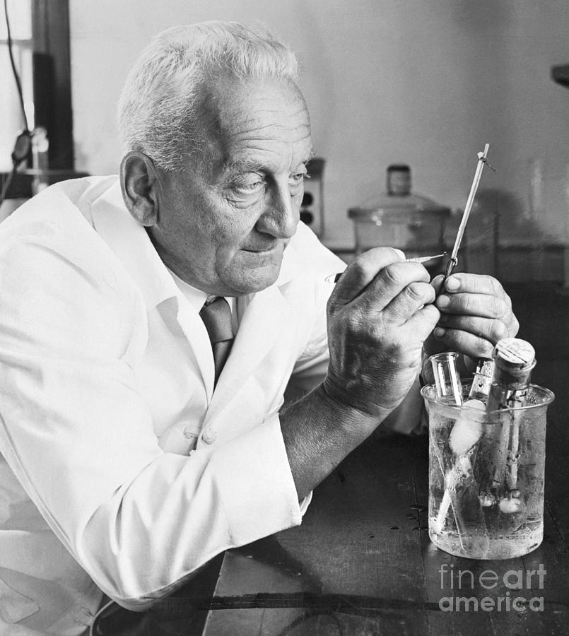 Dr. Albert Szent-gyorgyi Busy At Work Photograph by Bettmann