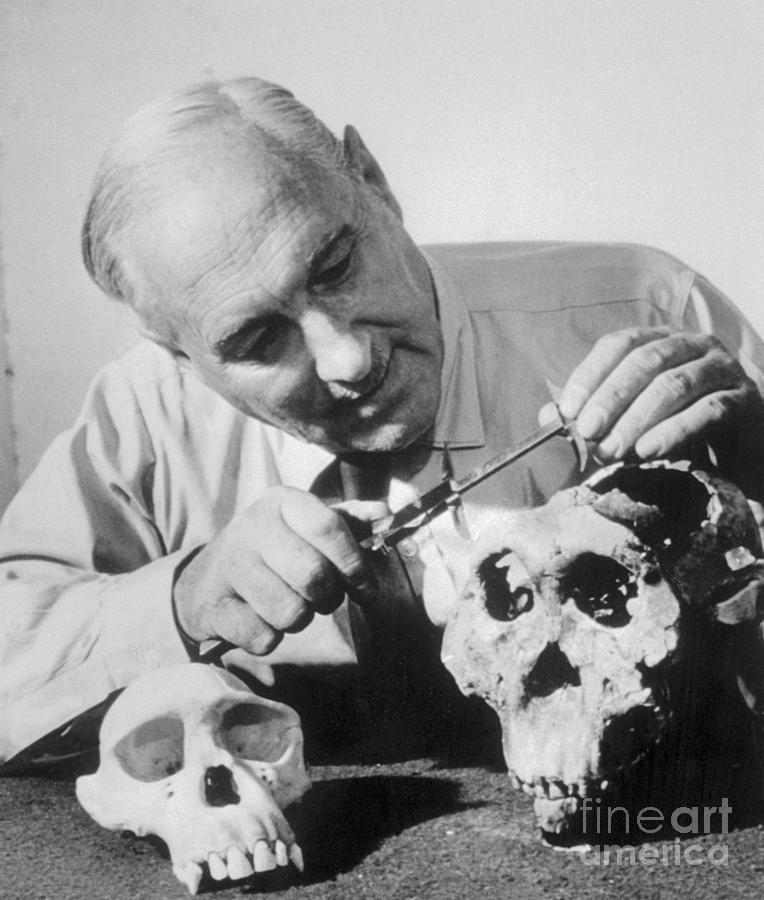 Dr. L.s.b. Leakey Examining Ancient Photograph by Bettmann