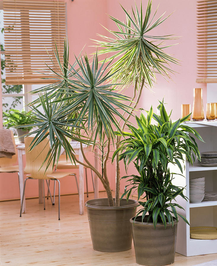 Dracaena dragon Trees As A Room Divider In The Kitchen Photograph by Friedrich Strauss