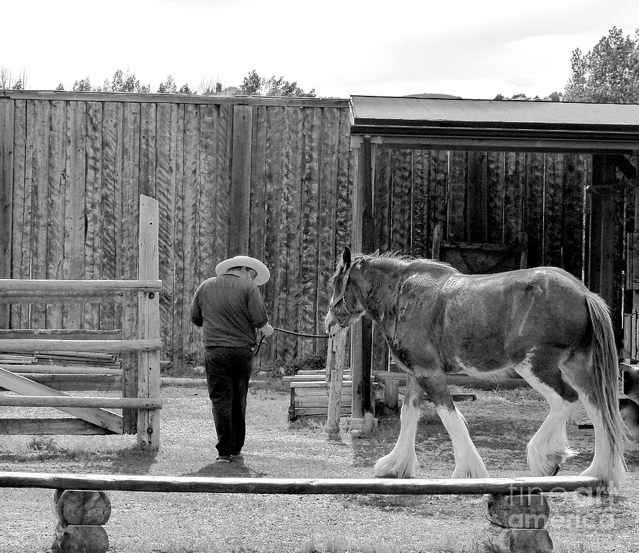 Draft Horse - End of The Work Day BW002 Photograph by Jor Cop Images
