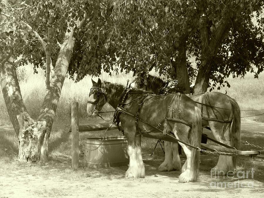 Draft Horses Break Time - Parked In The Shade Photograph by Jor Cop Images