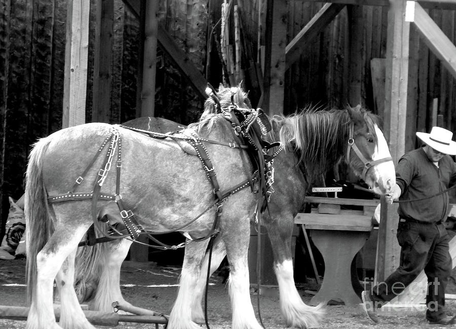 Draft Horses - End of The Work Day . BW001 Photograph by Jor Cop Images