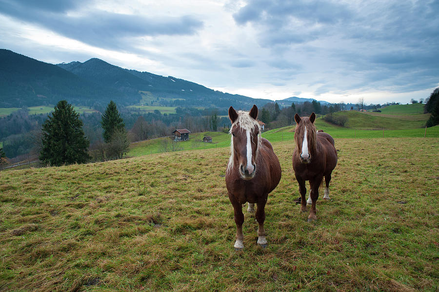 Draft Horses Standing In Front Of Photograph by Olaf Broders Draft Horses Standing In Front Of Photograph by Olaf Broders