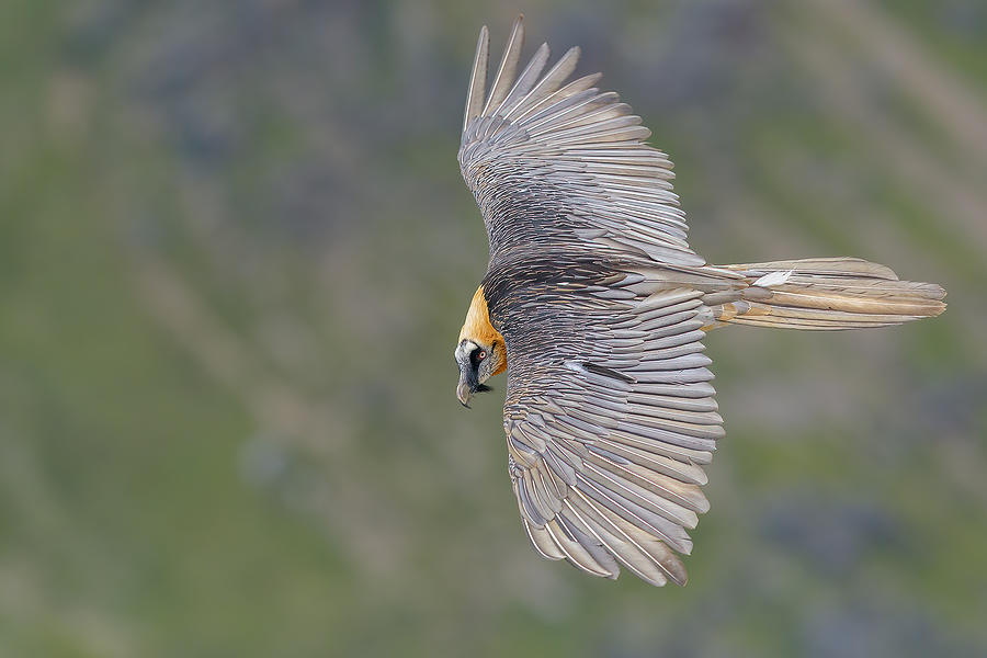 Vulture Photograph - Dragon by Alessandro Rossini