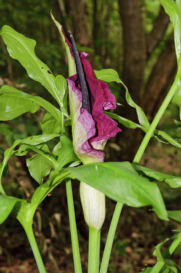 Dragon Arum . Naturalised In Frylands Wood, Surrey Photograph by Linda ...