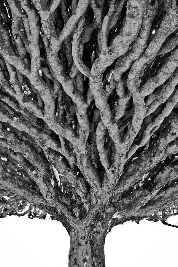 Dragon Blood Tree Photograph by Neslab