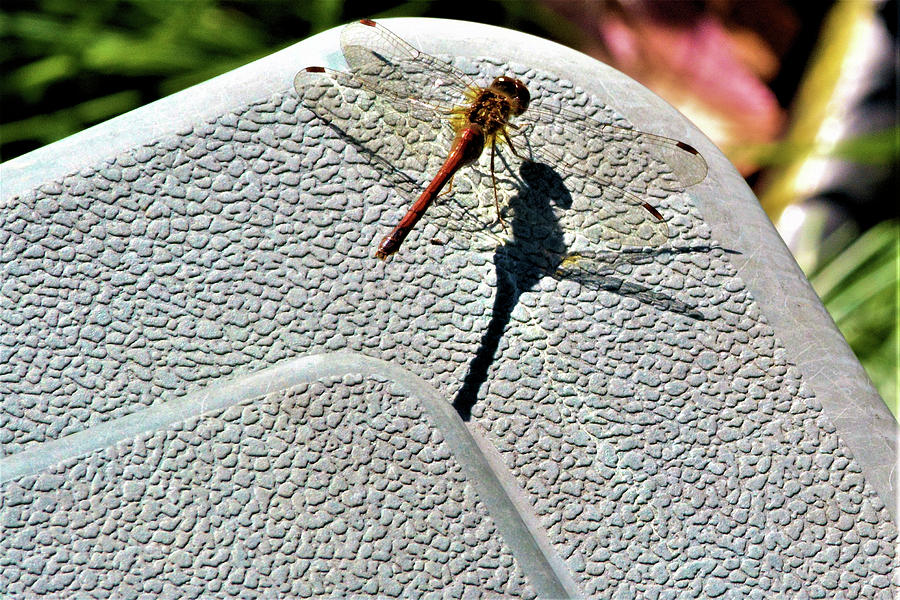 Dragon Fly And Shadow Photograph