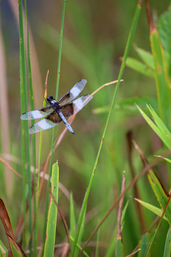 Dragon Fly  Photograph by Diane Lindon Coy