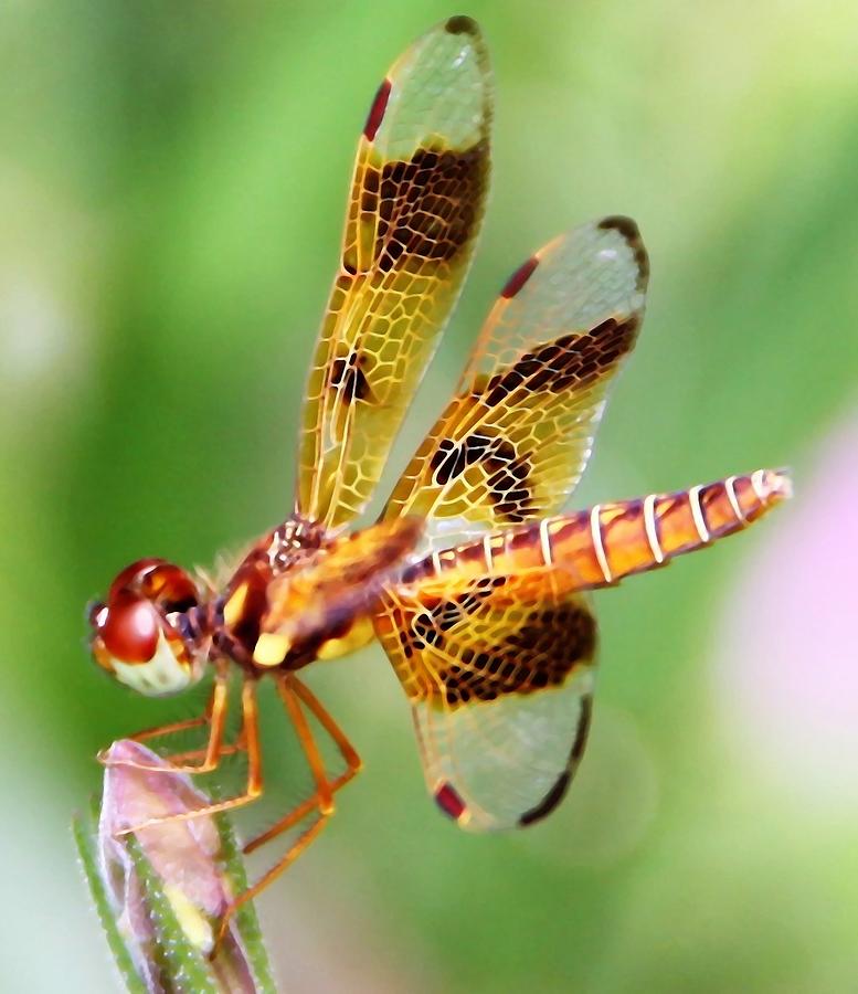 Dragon Fly In My Garden Photograph by Philip And Robbie Bracco
