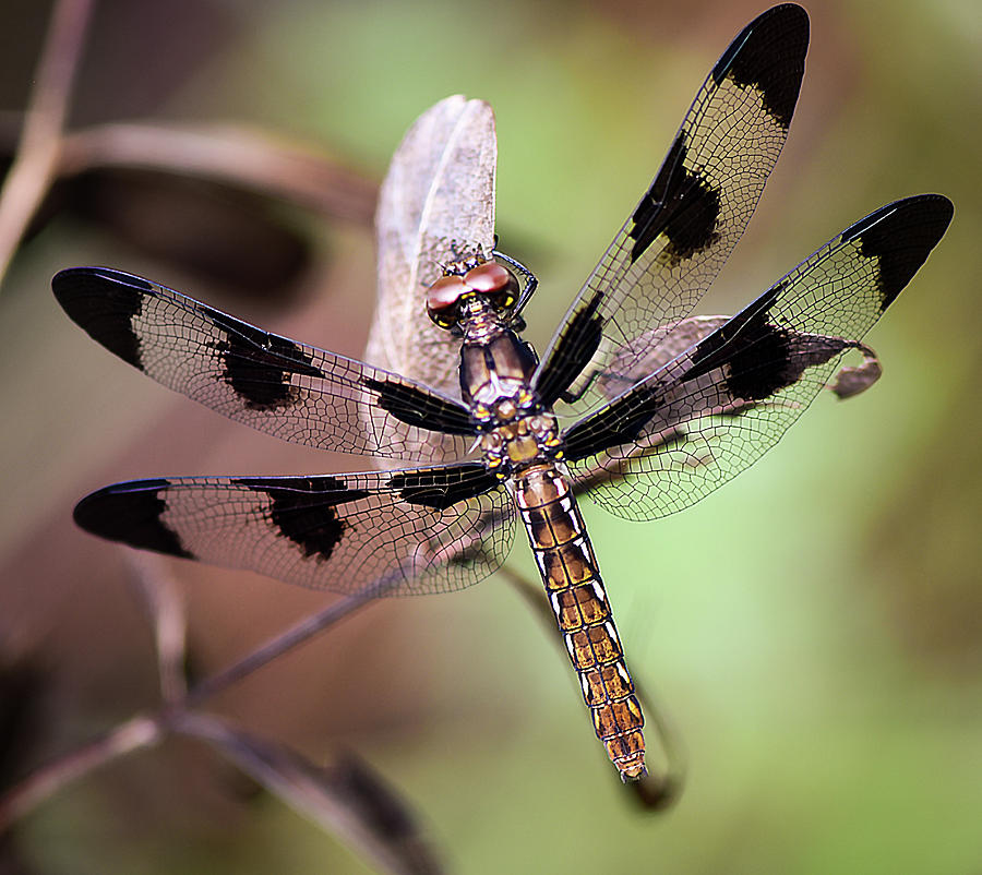 Summer Photograph - Common whitetail dragonfly by Phil And Karen Rispin