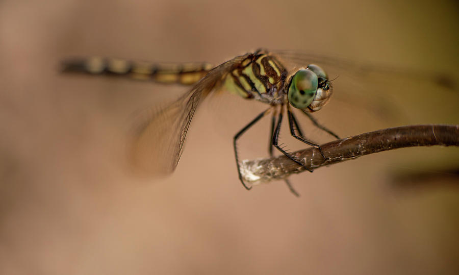 Insects Photograph - Dragonfly on twig by Phil And Karen Rispin