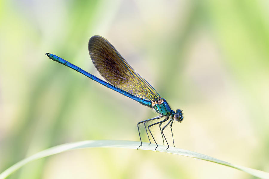 Summer Photograph - Dragon-fly by Lucia Gamez