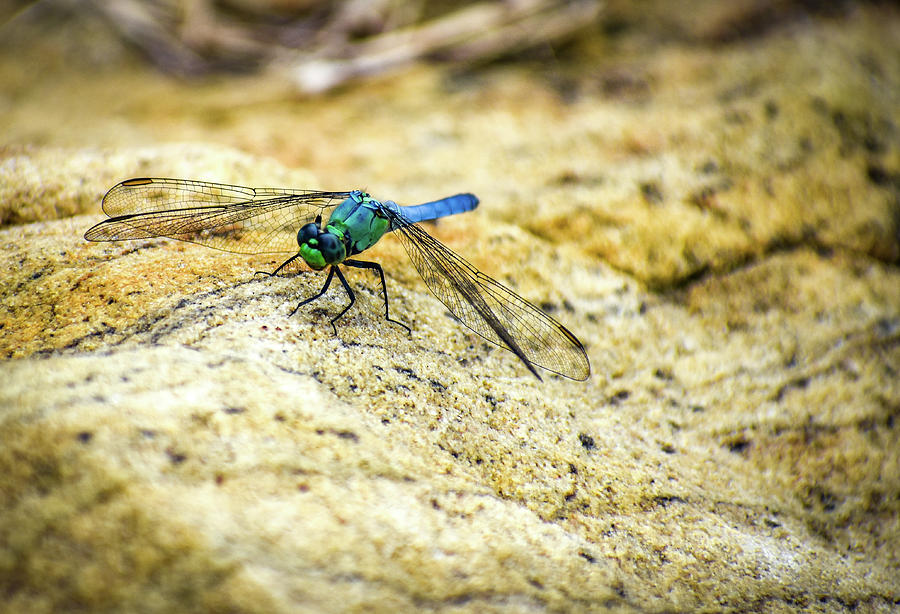 Dragon Fly Photograph by Michelle Wittensoldner