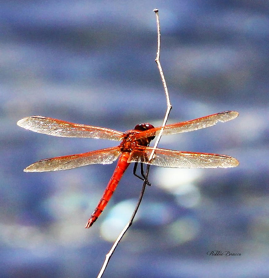 Dragon Fly Photograph by Philip And Robbie Bracco