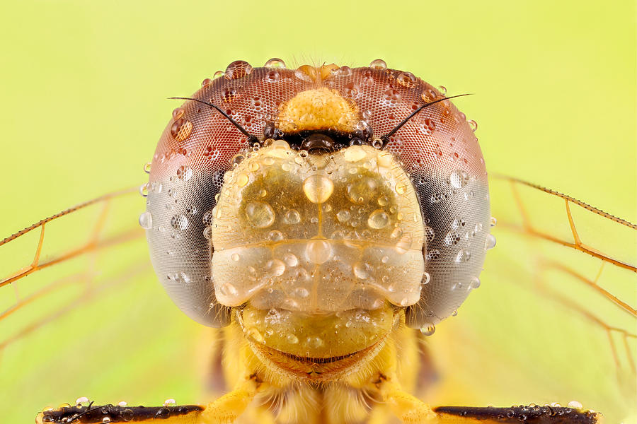 Nature Photograph - Dragon Fly by Vida