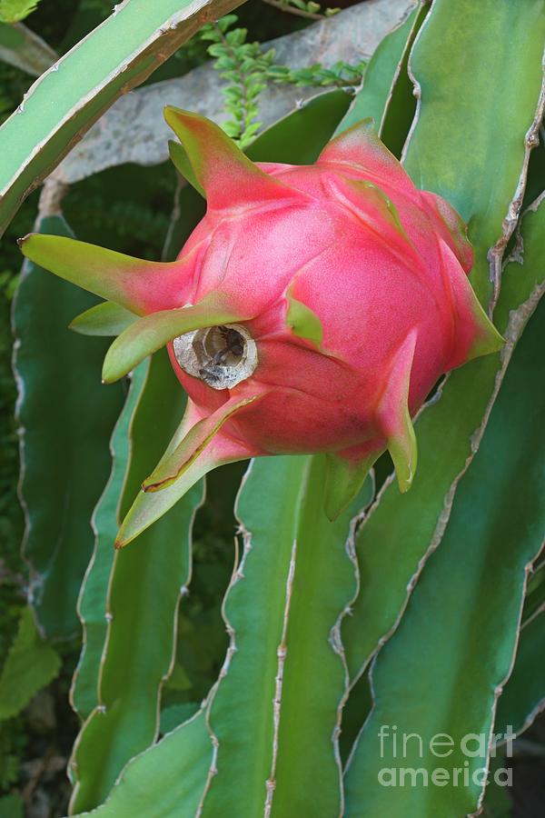 Hylocereus undatus Dragon Fruit