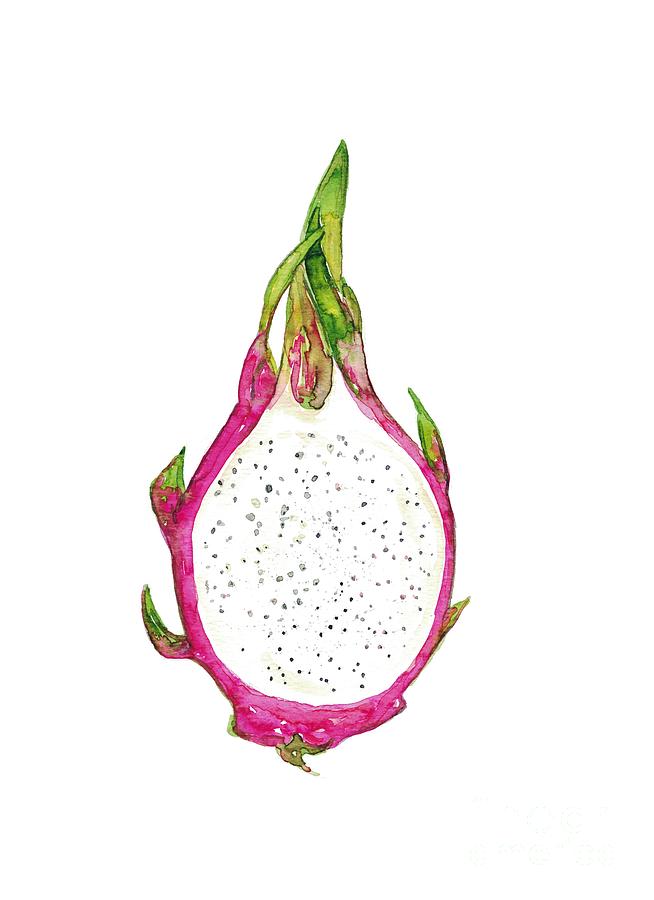 Dragon fruit watercolor Painting by Maryna Salagub | Fine Art America