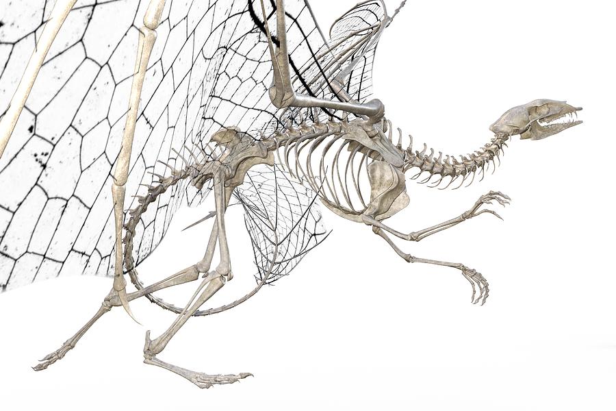 Share 66+ dragon skeleton sketch latest - in.eteachers