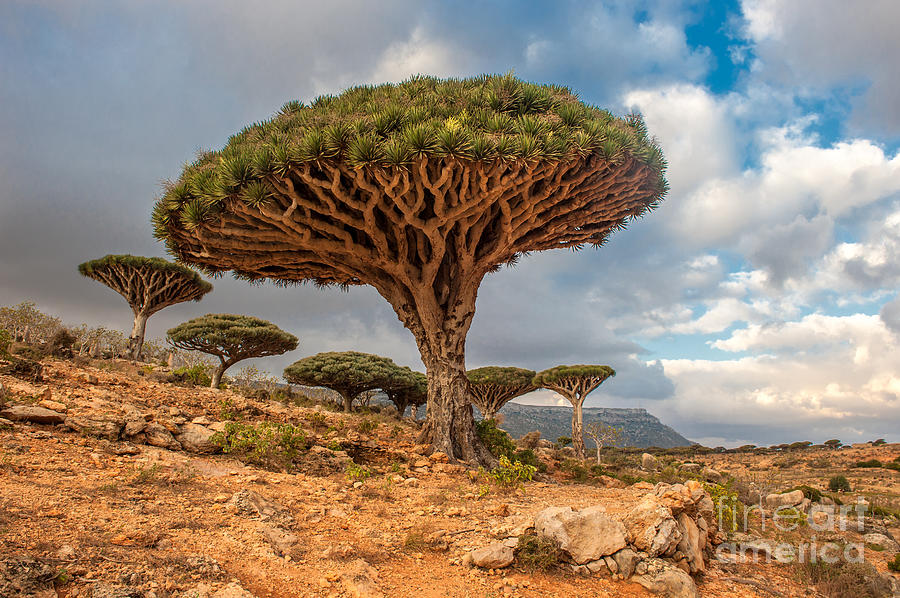 Flora Photograph - Dragon Trees At Dixam Plateau Socotra by Javarman Flora Photograph - Dragon Trees At Dixam Plateau Socotra by Javarman
