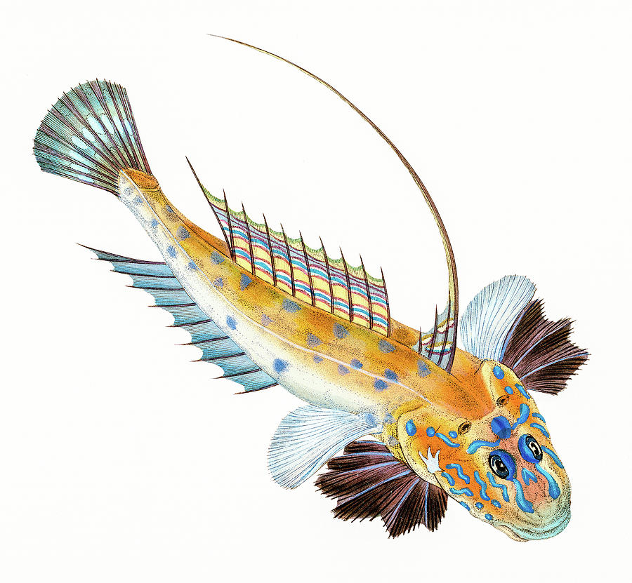 Dragonet  Drawing by David Letts