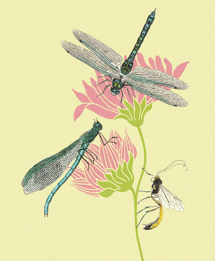 Nature Drawing - Dragonflies and Insect on Flowers by CSA Images
