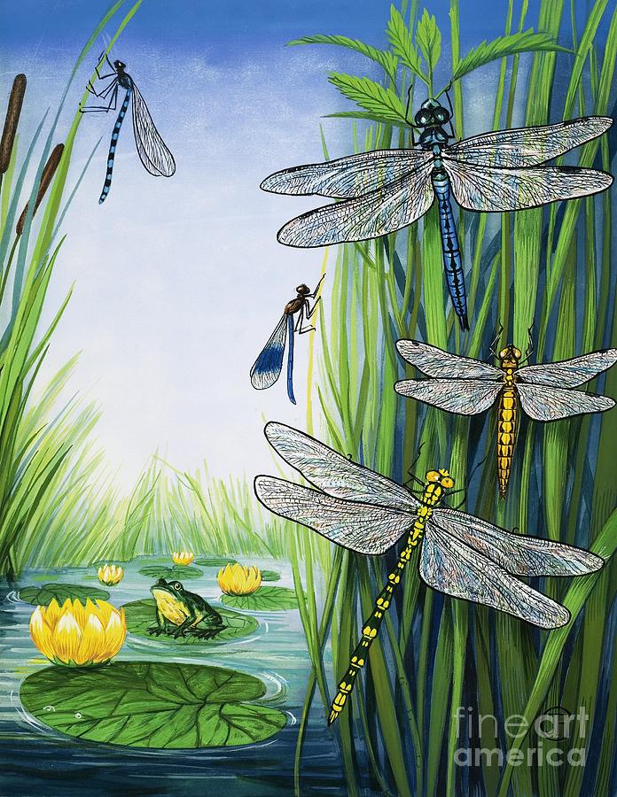 Dragonflies Painting by English School