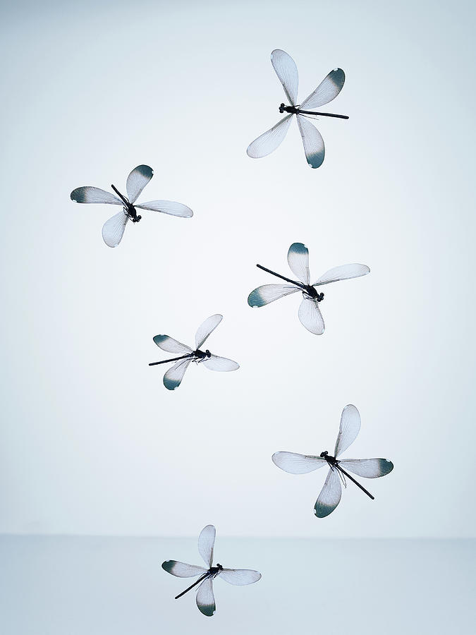Dragonflies Flying In Empty Space Photograph by Yamada Taro