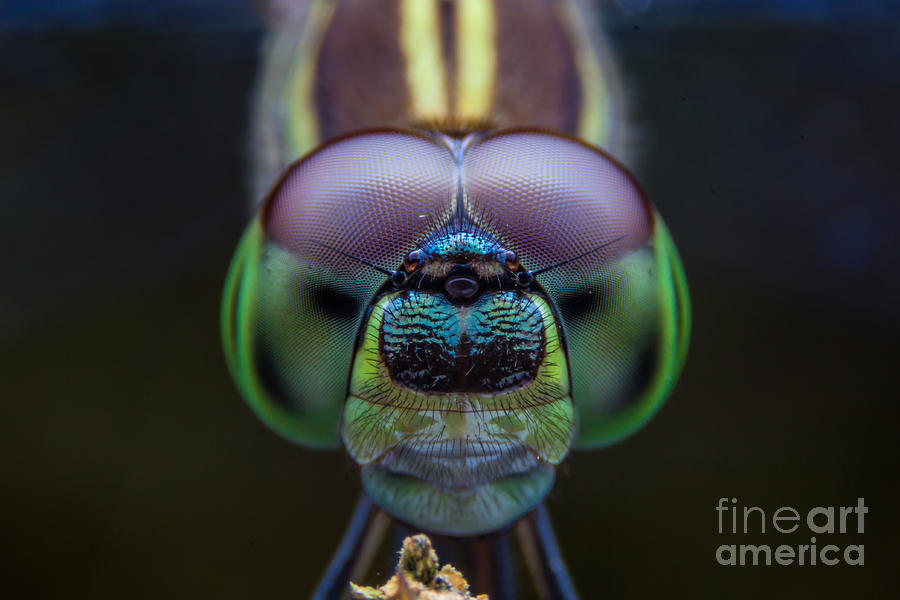 Small Photograph - Dragonflies, Insects, Animals, Focus On by Khlungcenter Small Photograph - Dragonflies, Insects, Animals, Focus On by Khlungcenter