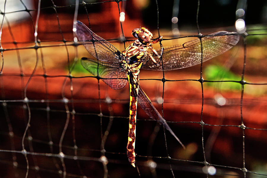 Dragonfly 062 Photograph by George Bostian
