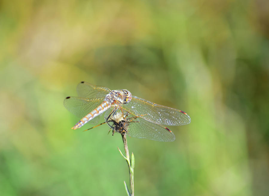 Dragonfly - 2 Photograph