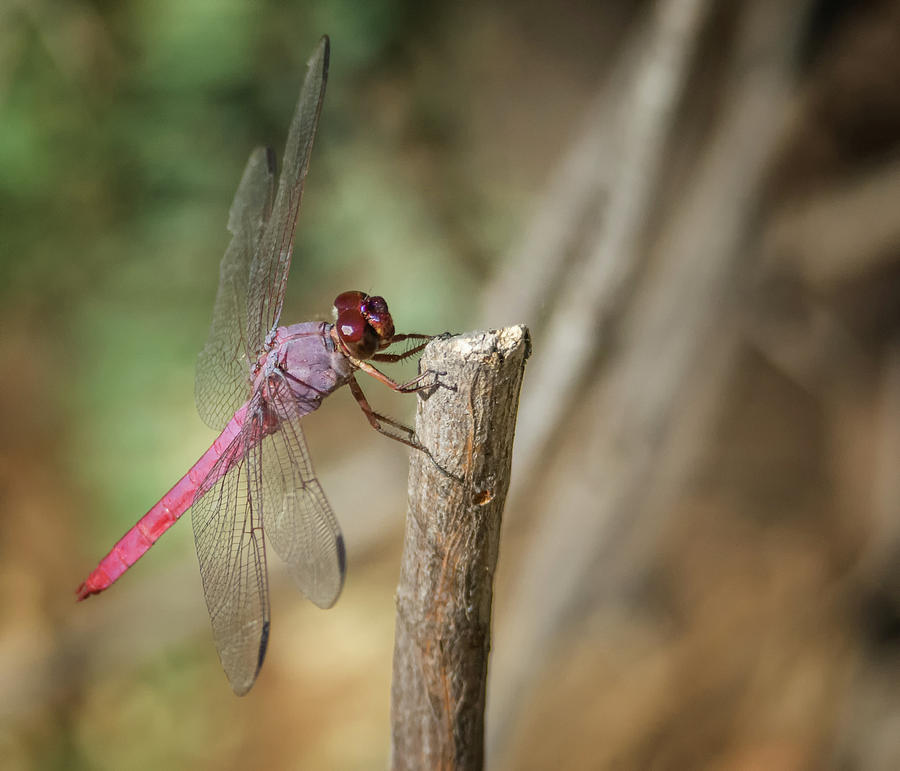 Dragonfly 2958-091718-1cr Photograph by Tam Ryan